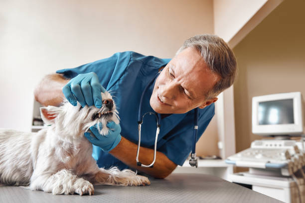 Best Pediatric Emergency Dentist in Brambleton, VA